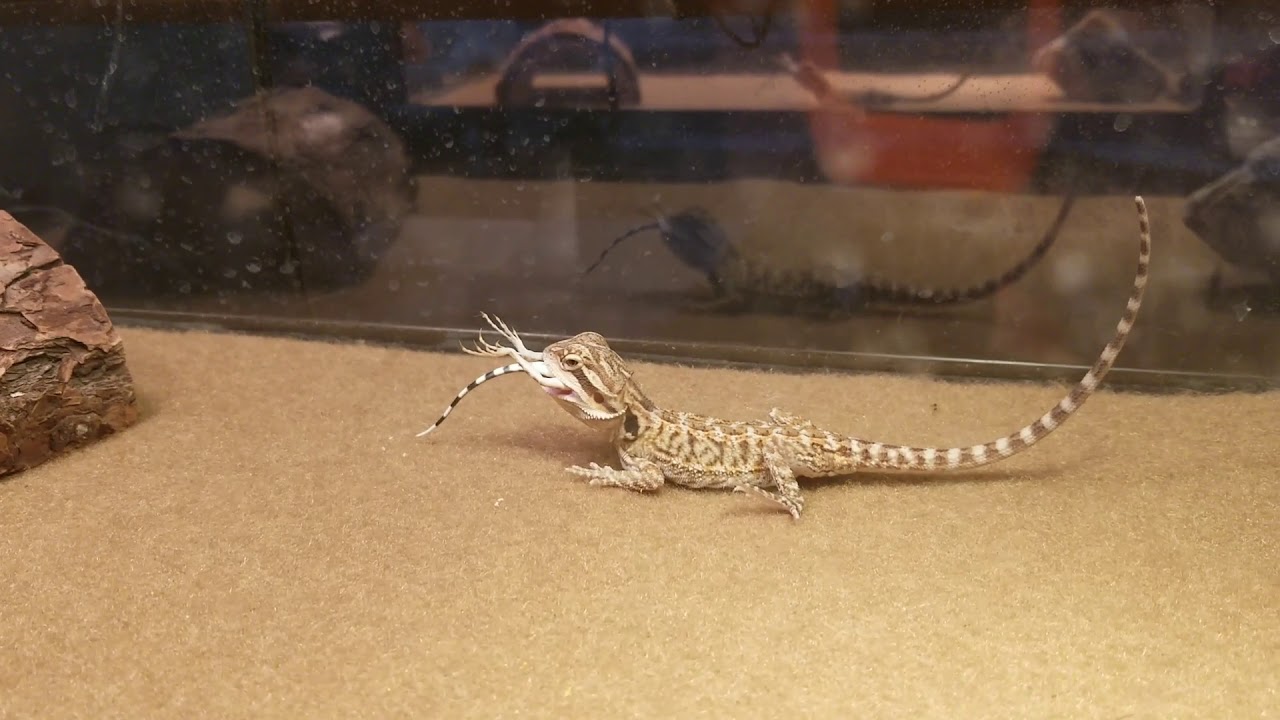 Bearded dragon eats zebra tailed lizard YouTube