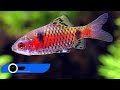 Best Tiger Barb Tank mates, 20+ #tigerbarbs #fishkeeping