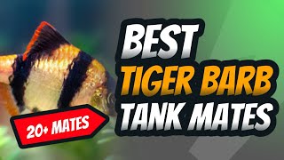 Best Tiger Barb Tank mates, 20+ #tigerbarbs #fishkeeping