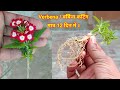 Verbena | वर्बीना कटिंग कैसे लगायें | वर्बीना कटिंग लगाने का तरीका | Verbena Plant Grow From Cutting