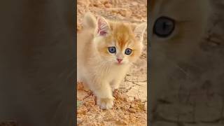 #kitten#viralshort#youtubeshorts #kitten #cats #viralcat#caticko#viralvideo#cat #viralshort#kitten#c