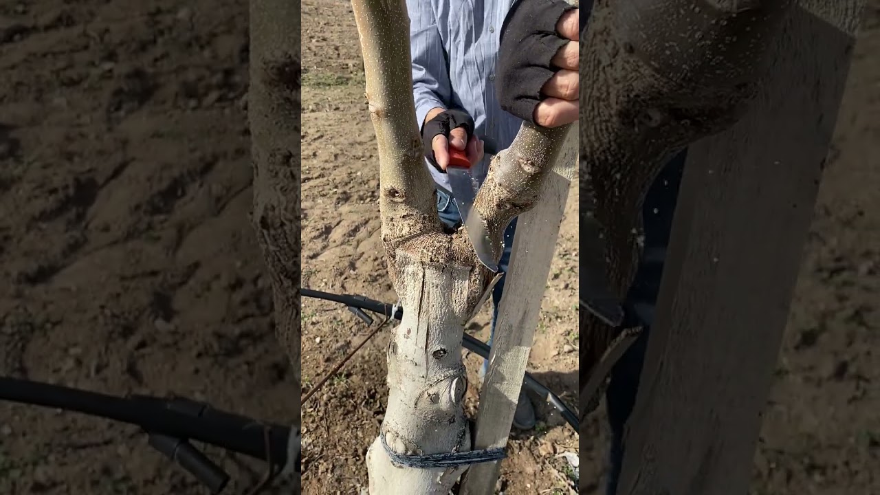 1 Yaş Çeşit Değiştirme Yaptığım Aşılarda Budama