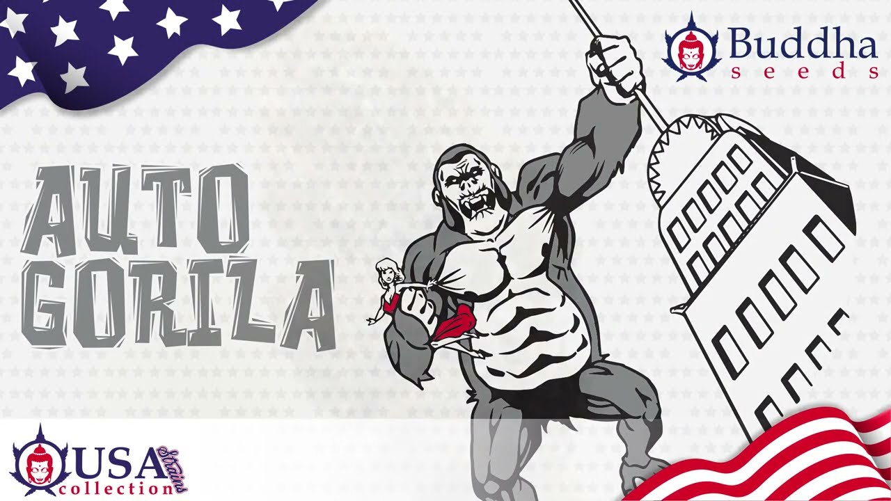 AUTO GORILA - BUDDHA SEEDS -