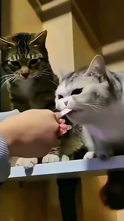 Jealous cat 😾🤣