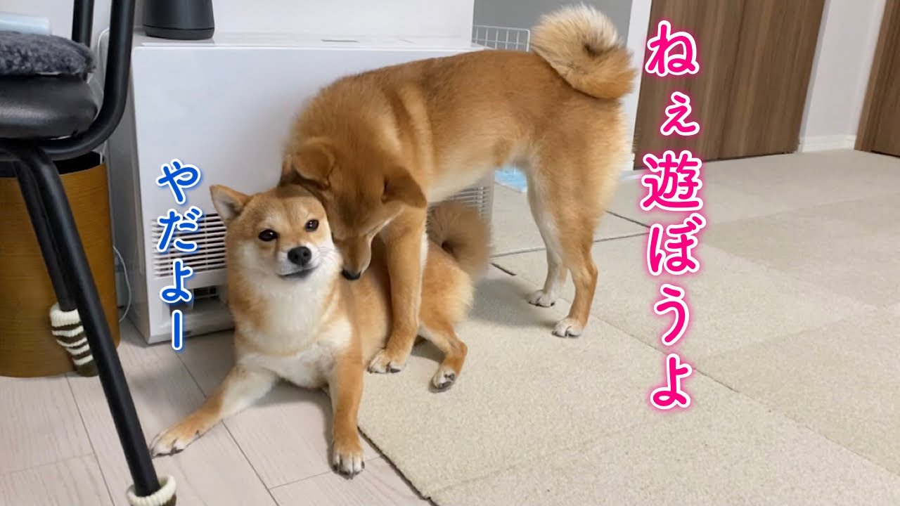 お姉ちゃんに構って欲しくてちょっかいをかける柴犬が可愛い