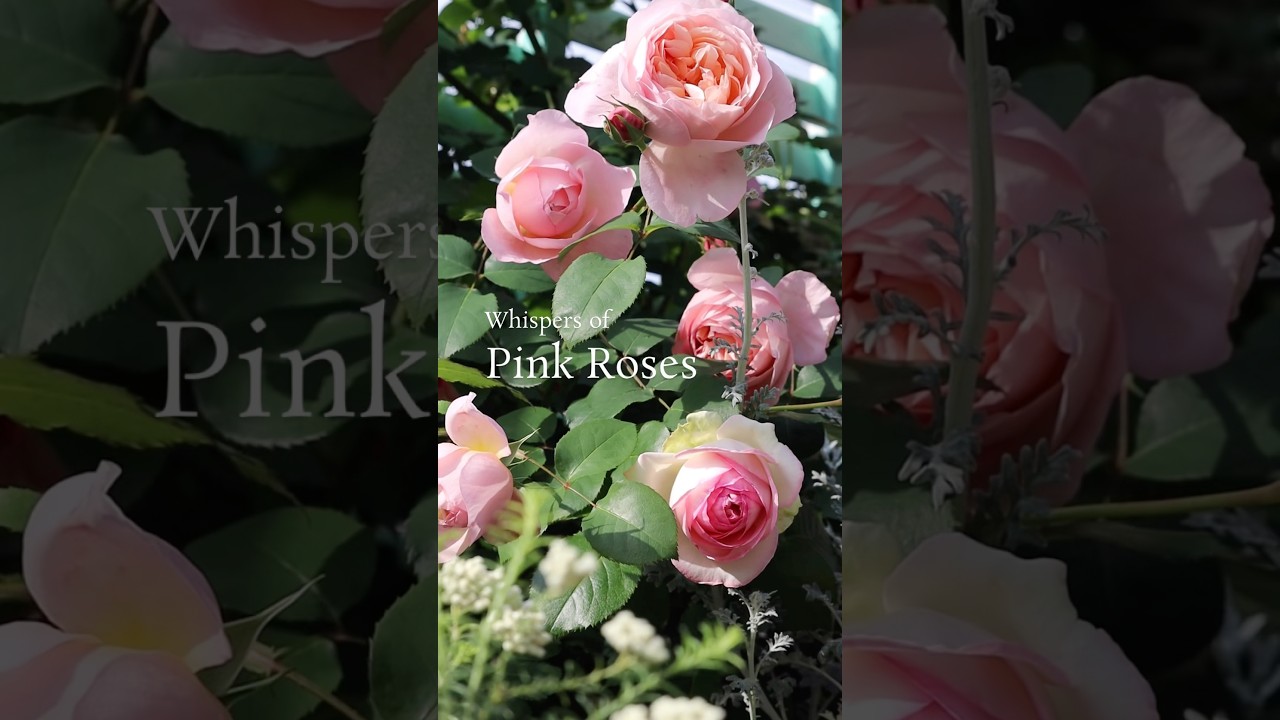 Почему розовые розы так неотразимы 