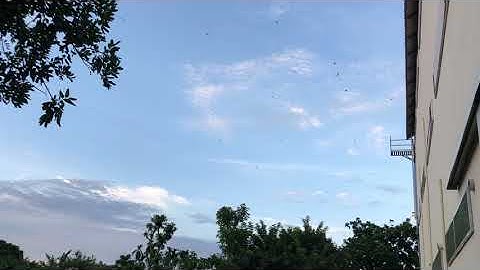 Swiftlet 168 Testing New Special Sounds After 28 Days ( Indonesia Sounds )