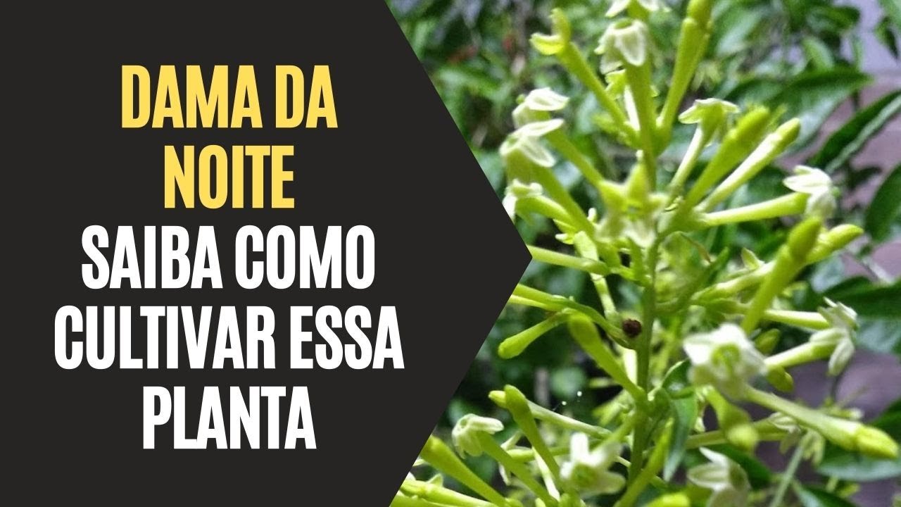 Dama da Noite: Como Cultivar Essa Planta - thptnganamst.edu.vn