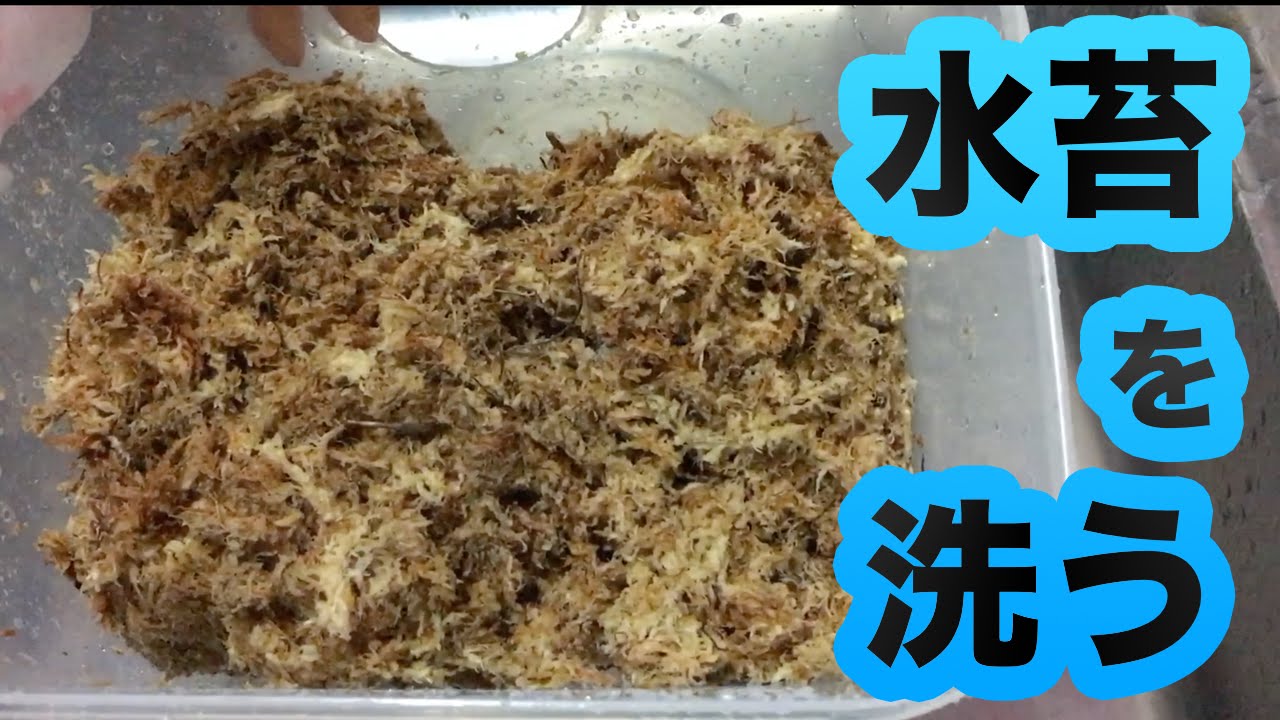 ボールパイソン 水苔を洗う Youtube