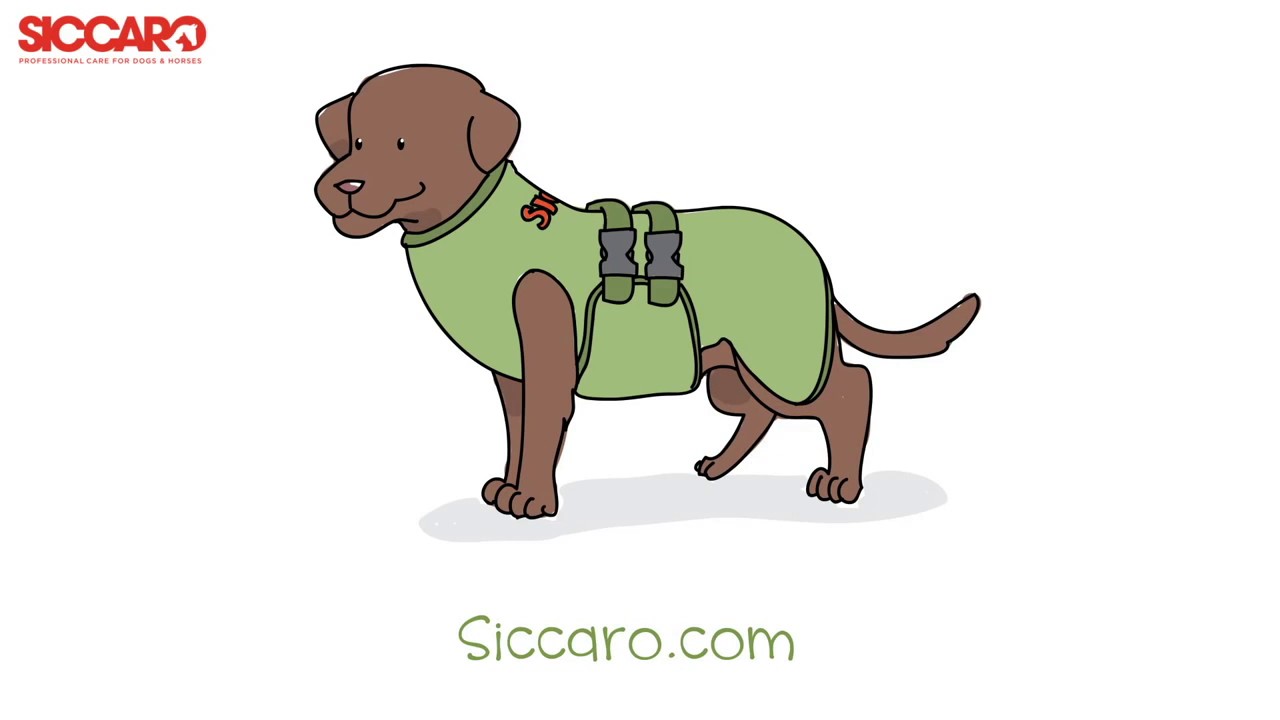 WetDog, the world's best way to dry a wet dog