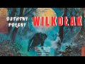 Skąd wzięła się wiara w wilkołaki?