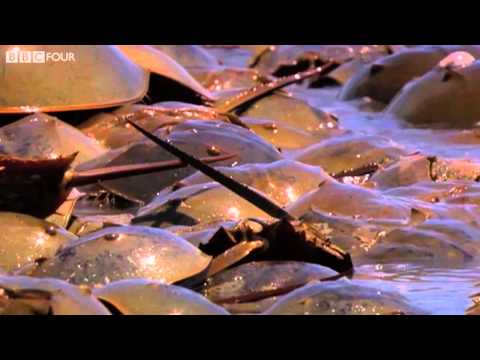 Hästskokrabbors avelsvanor - Insect Worlds - Förhandsvisning av avsnitt 3 - BBC Four