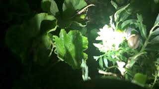 What’s Eating My MARIGOLDS?