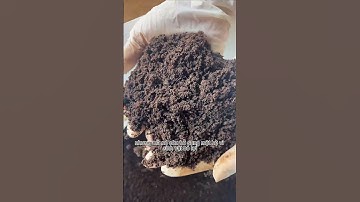 Bón phân trùn quế không có lời #shorts