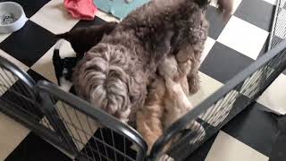 Pups Hannah 2022 Video 22