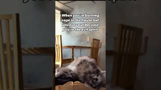 So sleepy#catsofinsta #catsofig #catlife #katze #neko #chat #kot #scottishfoldlovers #gatosfofos