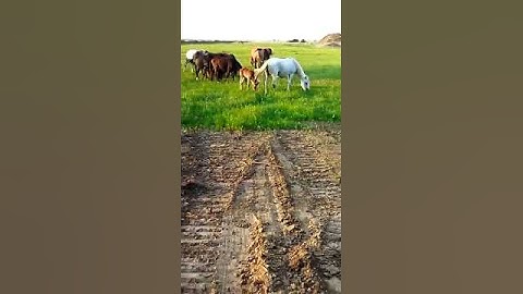 По дороге на пикник, встретили лошадей☺️