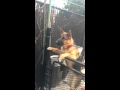 German shepherd welcoming his owner after 18 days