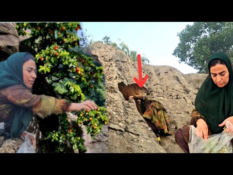 Crossing dangerous mountain paths to harvest wild fruits - Rural life in Iran