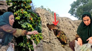 Download lagu Crossing dangerous mountain paths to harvest wild fruits - Rural life in Iran