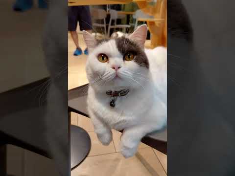 Oico Cat Catlovers Catshorts Catvideos