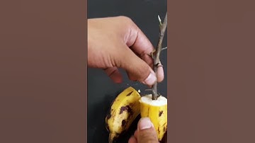 How to propagate lemon tree from cuttings with banana in water - With 100% success#Shorts