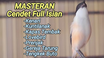 MASTERAN CENDET TERBAIK FULL ISIAN KUNTILANAK KAPAS TEMBAK KENARI LOVEBIRD TENGKEK GEREJA PRENJAK