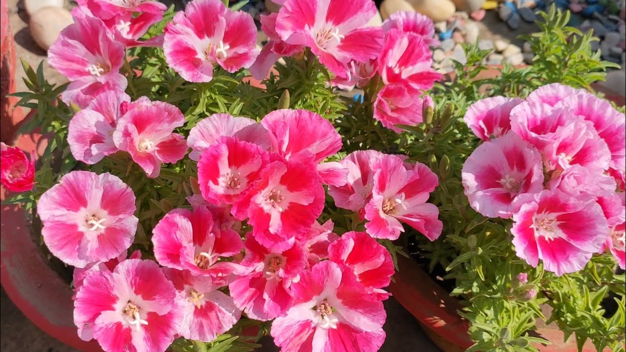 सर्दियों की तैयारी शुरू Godetia flower को बीजसे लगाने की पूरी जानकारी with full update |Winterflower