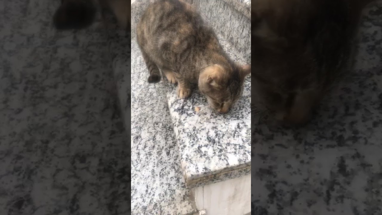 cat eating #cat #catvideos #catlove #catshorts #catlife #catmemes #animallovers #beauty #trendings