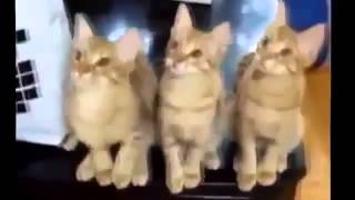 Video Cat Fail HD   best cat videos