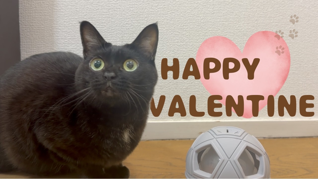 🎁プレゼント🎁は遊べておやつも食べれる【白黒猫とバレンタイン】