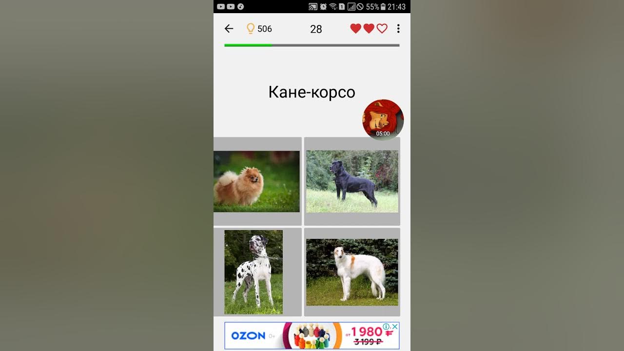 порода игры. игра на компьютер про породы собак. порода игры. порода игры. бигль старый.