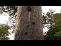 Kauri Tree. Агатис южный, каури (2491sp)