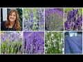 Top 7 Most Popular Varieties Of Lavender Lavender Basics Garden Answer 