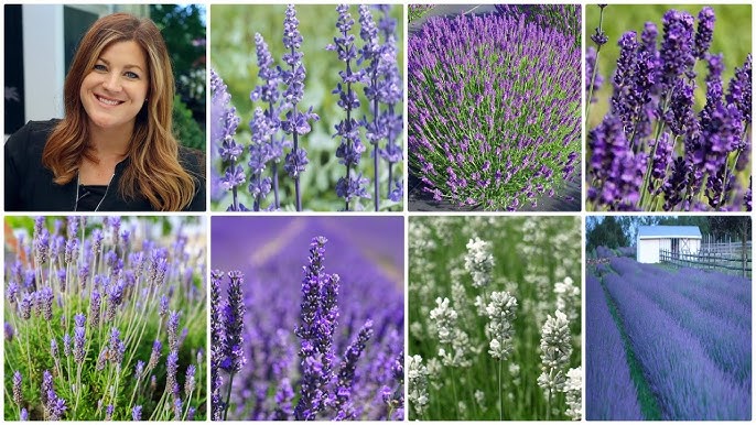 French Vs. English Lavender - How Are French And English Lavender Different