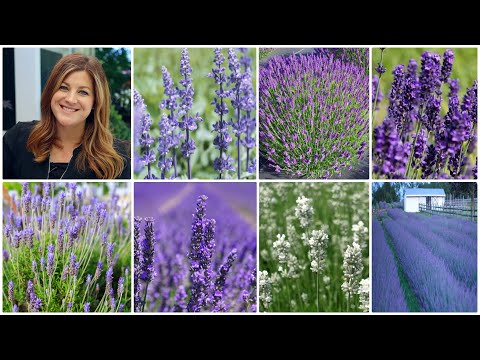Video: Deklaag van laventelplante – hoe om laventel in die tuin te dek