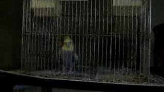 Chopper Dances With Michael