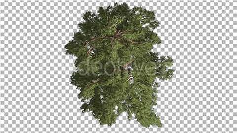 Western Juniper Swaying Crown Top Down Coniferous | Motion Graphics - Envato elements