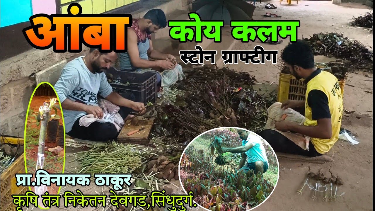 आंबा कोय कलम (स्टोन ग्राफ्टीग)Mango stone grafting