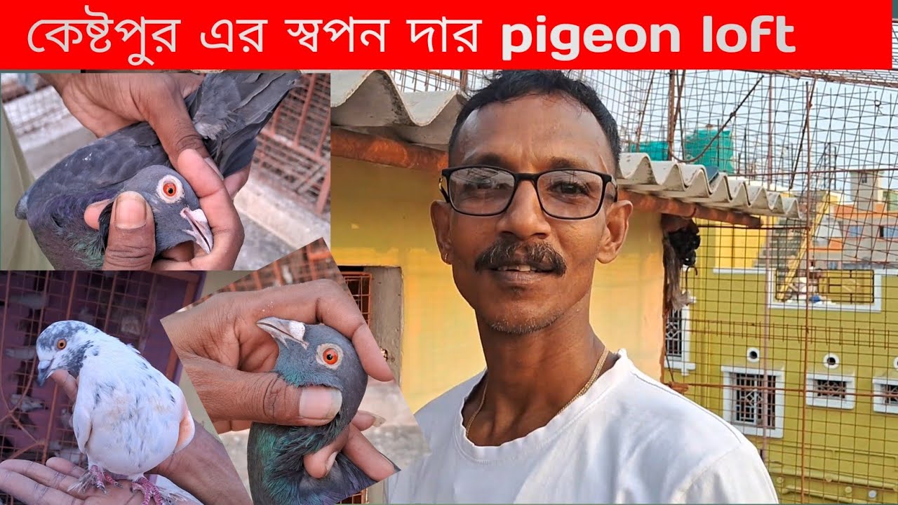কেষ্টপুরের স্বপন দার Pigeon Loft || Magnet Breed Madrasi Pigeon & Malwai panjabi pigeon.