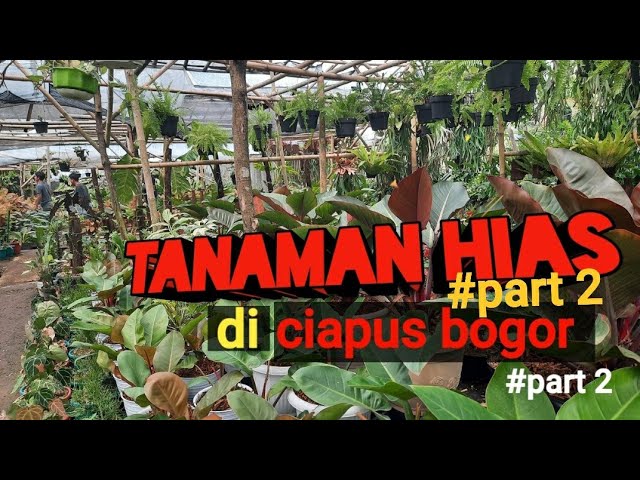 Tanaman Hias Diciapus Bogor Part 2 Youtube