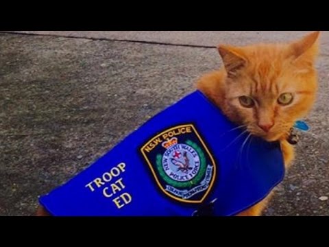 Video: Pet Scoop: Zástupca Resuscitates Cat po požiari, Ecstatic K9 Zjednotený s vojenským handlerom