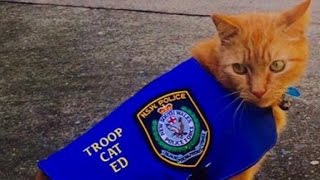 Why Police Hired a Cat Named Ed To Patrol This Area Instead of a K9 Officer