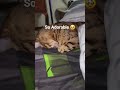 Absolutely Adorable 🥹 #cat #cute #funny #funnycats