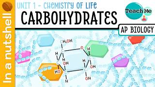 Unit 1.4 - Carbohydrates [In A Nutshell] - AP Biology