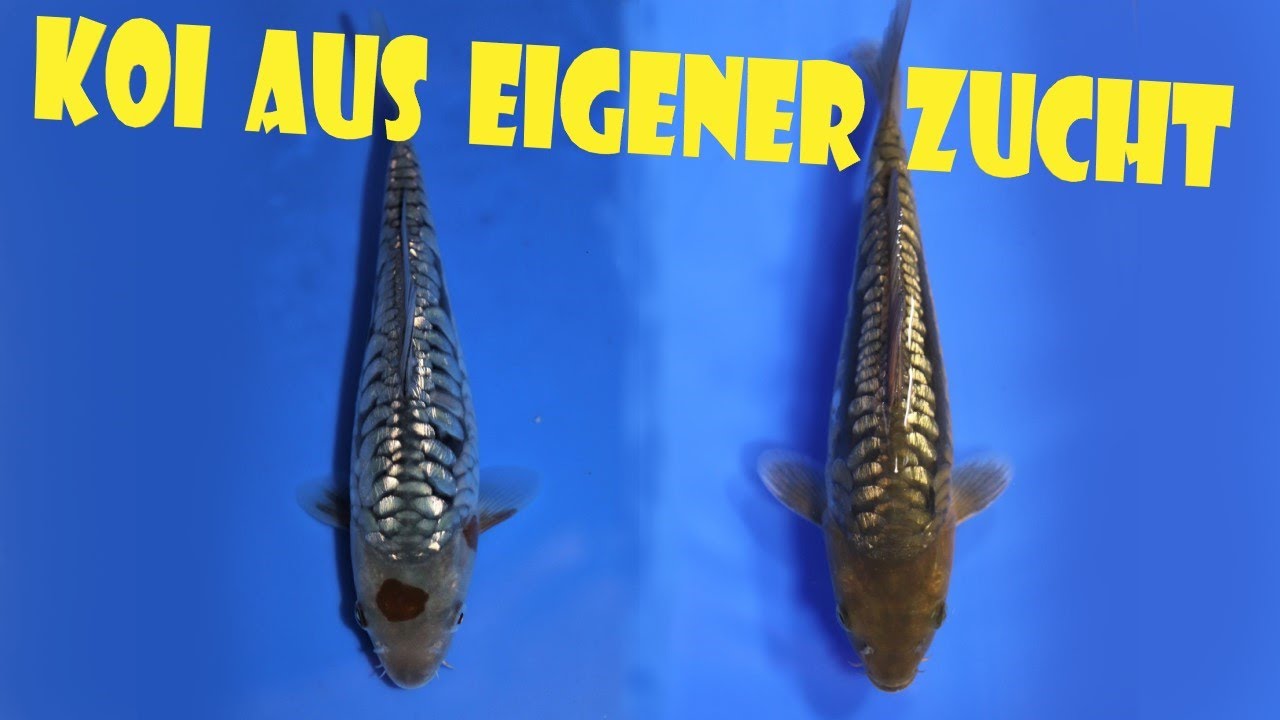 Koi selber züchten Entwicklung nach 3/4 Jahr YouTube
