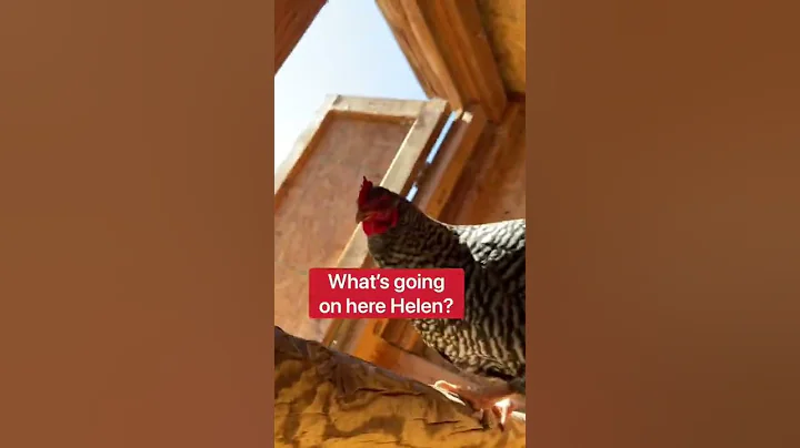 A Chicken Has Stolen Duckys Eggs!!!  #shorts #anim...