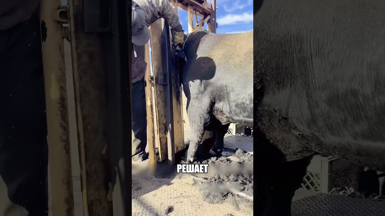 Спас БЫКА крайне странным трюком за минуты😲🔥⏱️