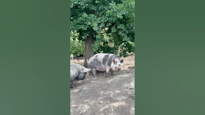 Old MacDonald PIGS 🐷 #animals #pig #pigs #piglets #learning #farm #farmanimals #toddlers #preschool