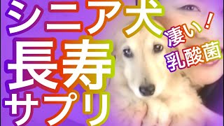 犬猫健康情報！犬のための乳酸菌サプリ！歯周病予防！虫歯予防！口臭予防に！目指せ！健康長寿犬！愛犬の美容と健康のための新習慣！ハタ乳酸菌でお口と腸内環境を整えて免疫力アップ！